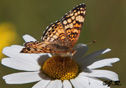 Phyciodes mylitta